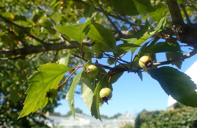 Crataegus nitida — feuillage