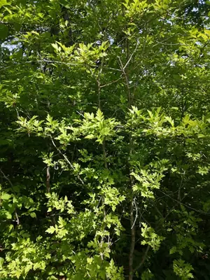 Crataegus pinnatifida — port de la plante