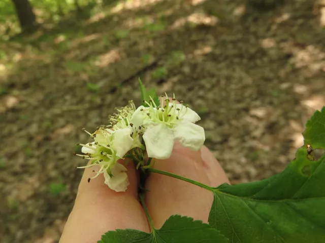 Crataegus pruinosa — floraison