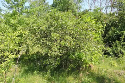 Crataegus rhipidophylla — port de la plante