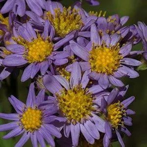 Crinitaria tatarica — port de la plante