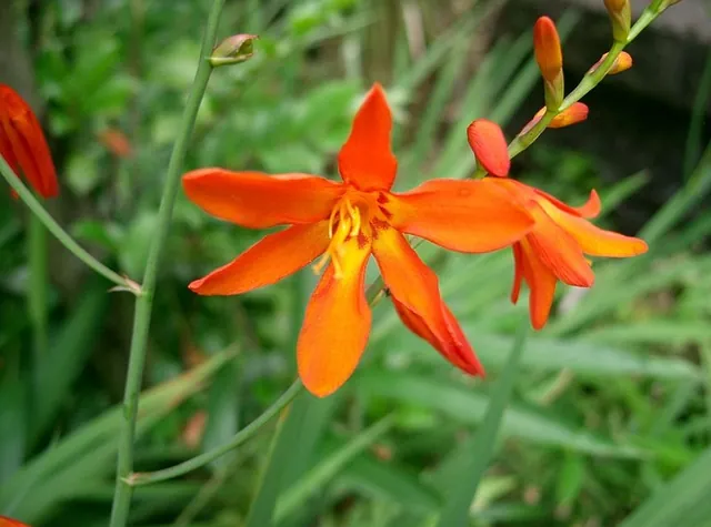 Crocosmia × crocosmiiflora — floraison