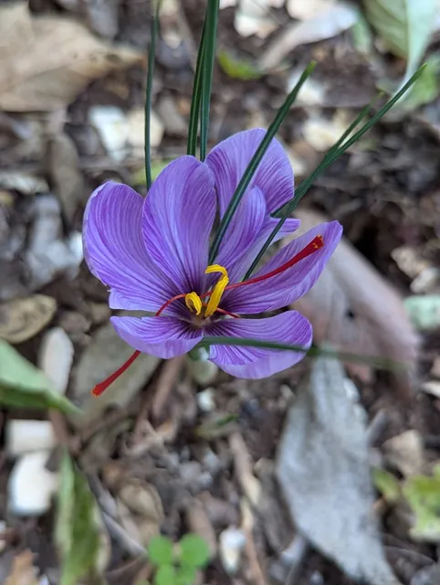 Crocus sativus — floraison