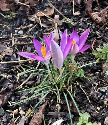 Crocus tommasinianus — floraison