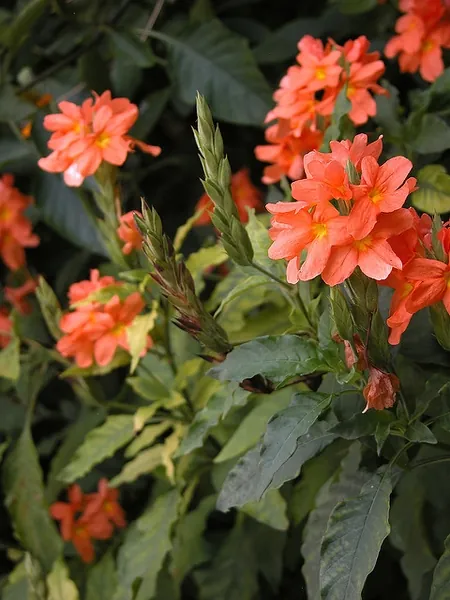 Crossandra infundibuliformis — photographie botanique