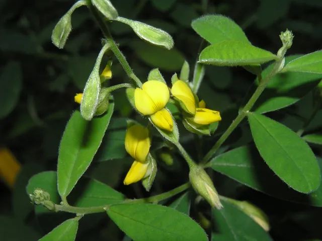 Crotalaria albida — floraison