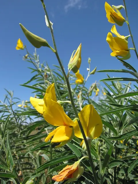 Crotalaria juncea — photographie botanique