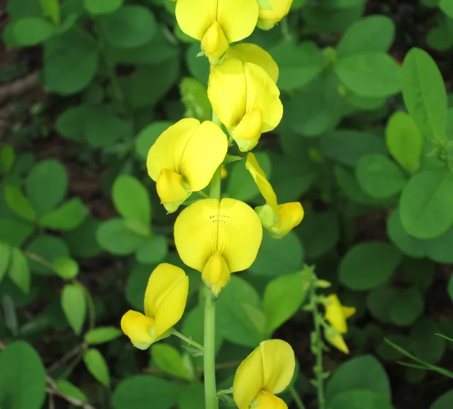 Crotalaria spectabilis — floraison