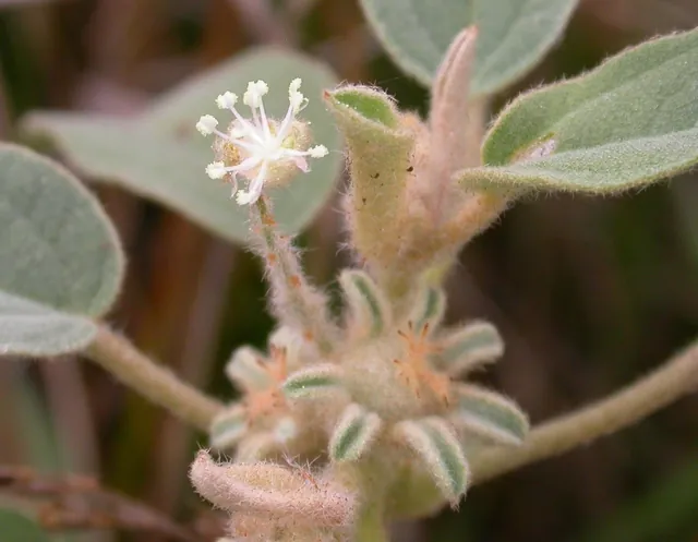 Croton capitatus — floraison