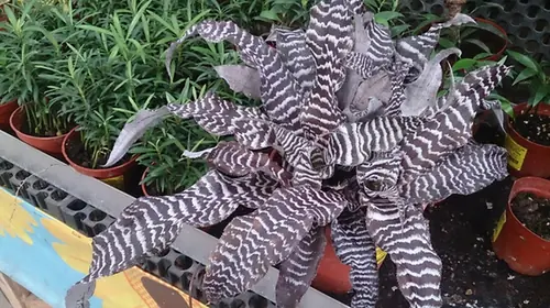 Cryptanthus zonatus — port de la plante