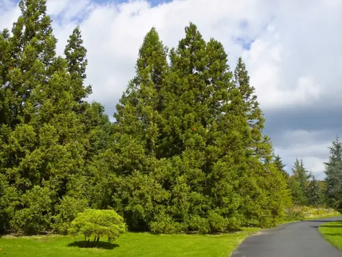 Cryptomeria japonica — photographie botanique