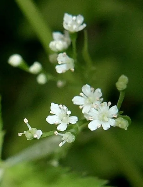 Cryptotaenia japonica — floraison