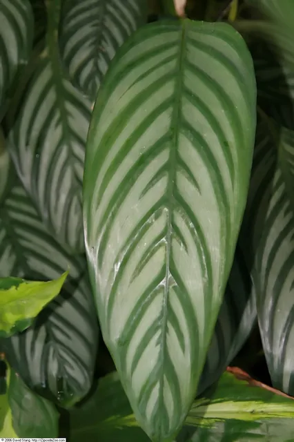 Ctenanthe amabilis — feuillage