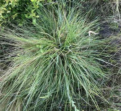 Ctenium aromaticum — feuillage