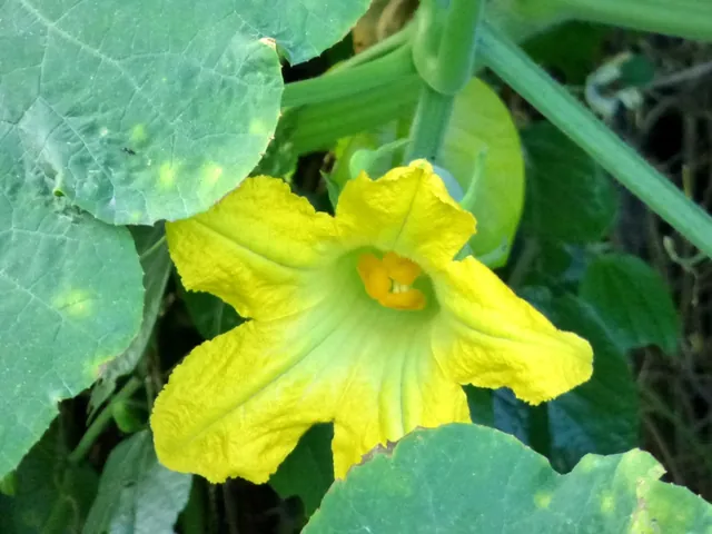 Cucurbita ficifolia — floraison