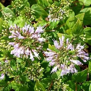 Cunila origanoides — floraison