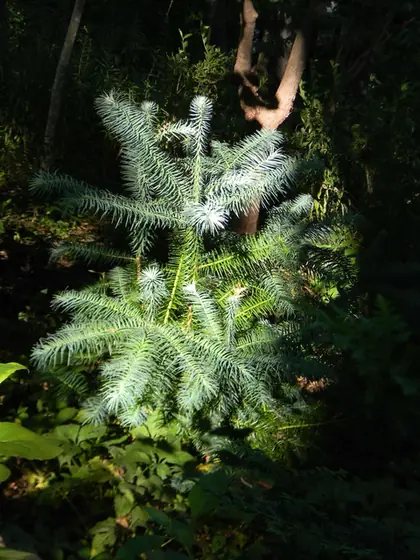 Cunninghamia lanceolata — port de la plante