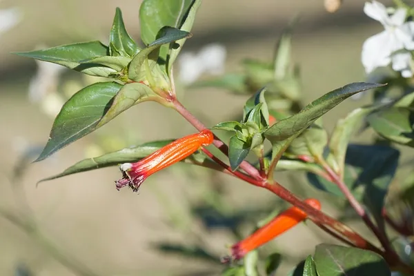 Cuphea ignea — photographie botanique
