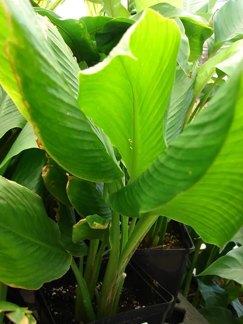 Curcuma longa — port de la plante