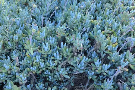 Curio repens — port de la plante