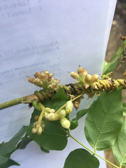 Cuscuta compacta — port de la plante