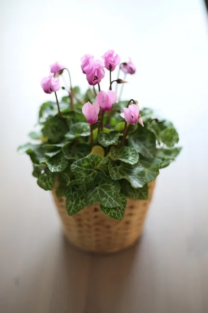 Cyclamen persicum — port de la plante
