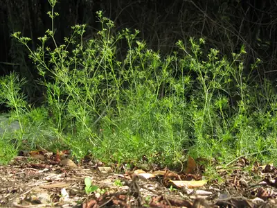 Cyclospermum leptophyllum — port de la plante