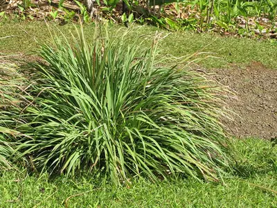 Cymbopogon citratus — port de la plante