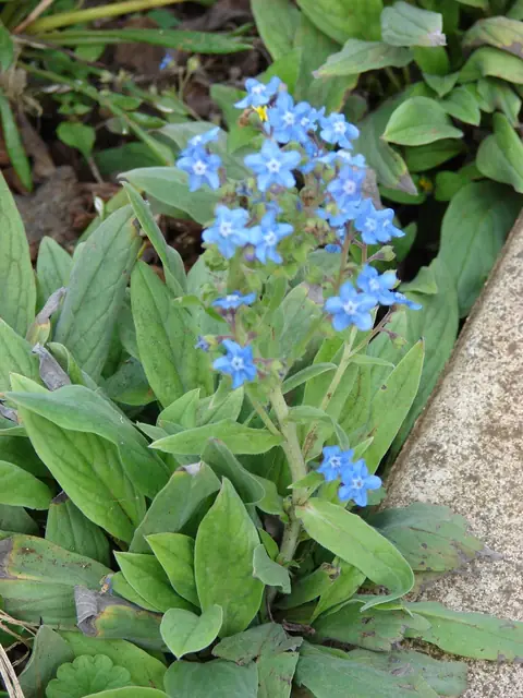 Cynoglossum amabile — port de la plante