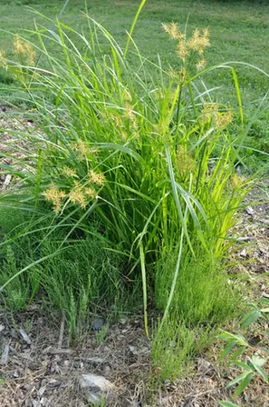 Cyperus esculentus — port de la plante