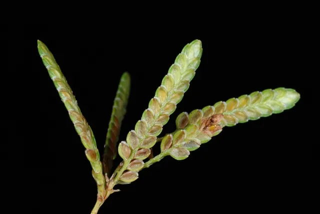 Cyperus iria — floraison