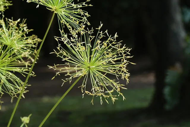 Cyperus prolifer — floraison