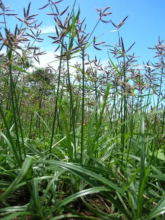 Cyperus rotundus — port de la plante