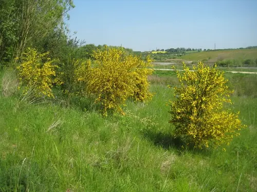 Cytisus scoparius — port de la plante
