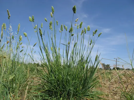 Dactylis glomerata — port de la plante