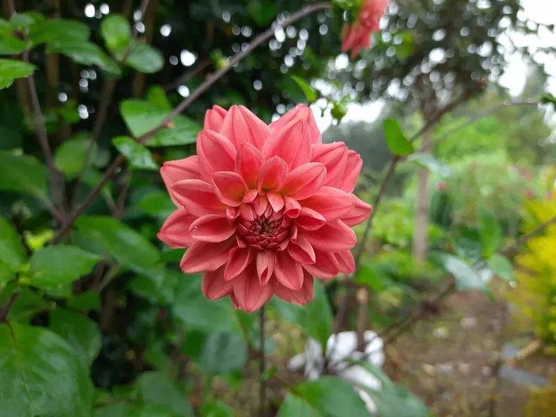 Fleur rose corail de dahlia dans un jardin