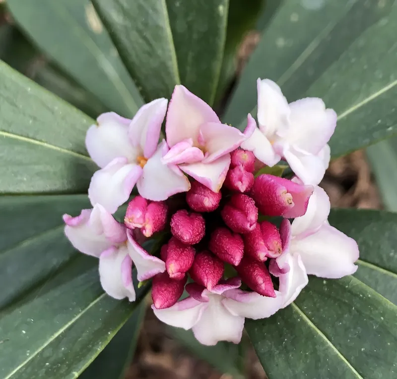 Daphné odorant — Daphne odora