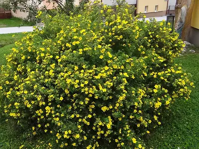 Dasiphora fruticosa — port de la plante