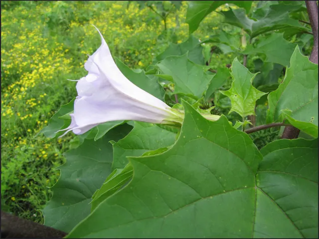 Datura stramonium — photographie botanique