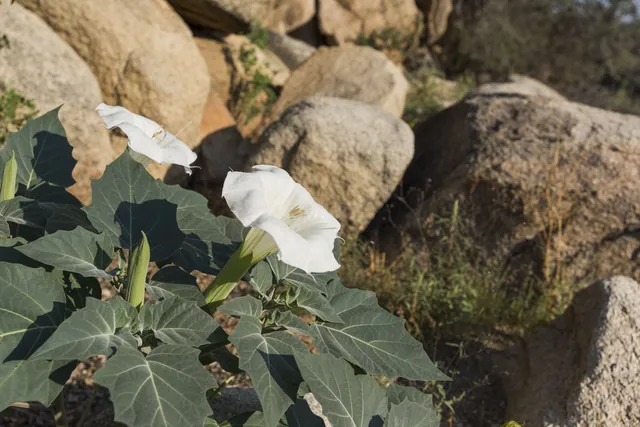 Datura wrightii — port de la plante