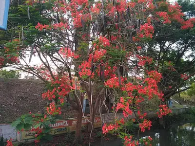 Delonix regia — photographie botanique