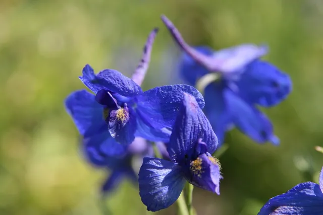 Delphinium grandiflorum — floraison