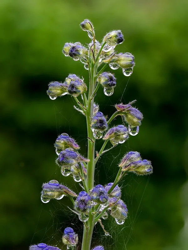 Delphinium — Delphinium elatum