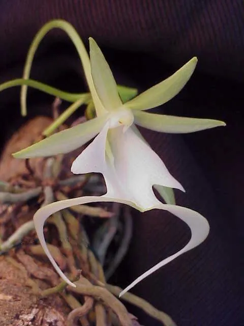 Dendrophylax lindenii — floraison
