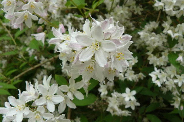 Deutzia × rosea — photographie botanique