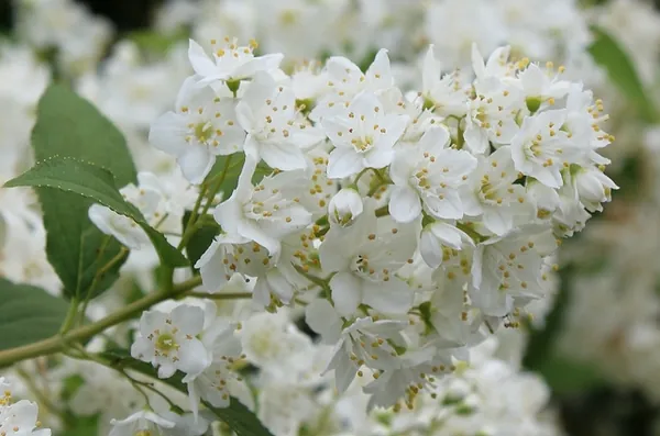 Deutzia — Deutzia gracilis