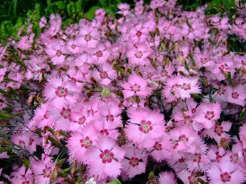 Dianthus caryophyllus — floraison
