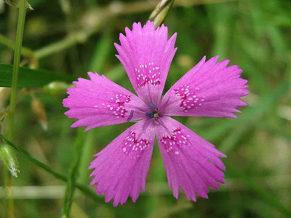 Dianthus deltoides — floraison