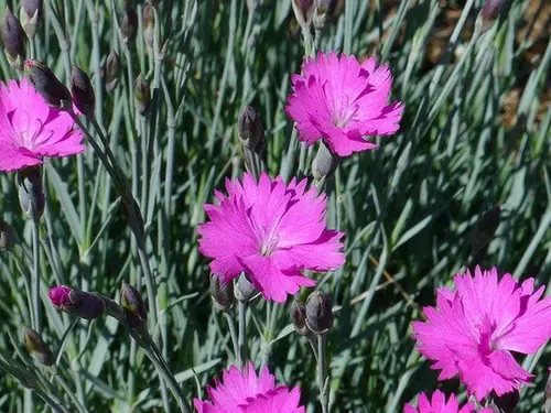 Dianthus gratianopolitanus — floraison