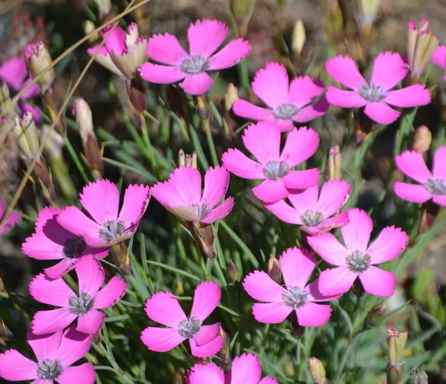 Dianthus pavonius — floraison
